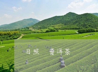 日照 普洱茶/2023042852497